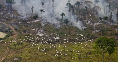 Municípios que lideram queimadas e desmatamento no Amazonas