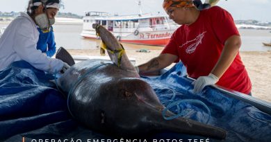 Número de golfinhos mortos no interior do Amazonas sobe para 153