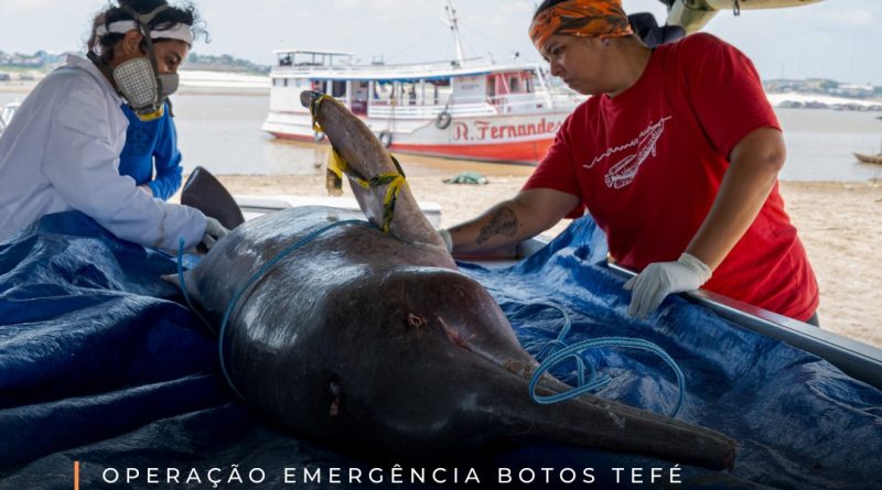 Número de golfinhos mortos no interior do Amazonas sobe para 153