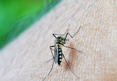Saiba como se prevenir da dengue
