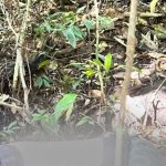 Corpo de homem desaparecido é encontrado em área de mata em Manaus