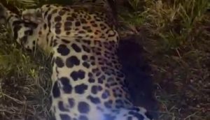 Onça-pintada morre após ser atropelada na BR-319, no Amazonas