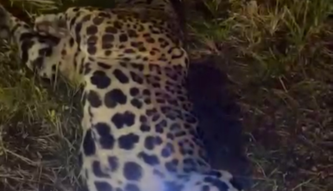 Onça-pintada morre após ser atropelada na BR-319, no Amazonas