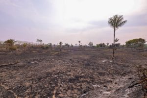 Incêndio de 700 hectares é controlado às margens da AM-070, no Amazonas