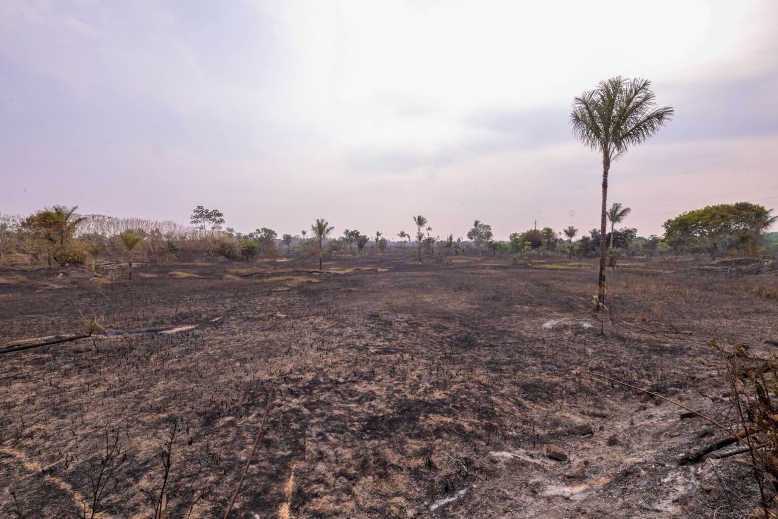 Incêndio de 700 hectares é controlado às margens da AM-070, no Amazonas